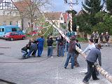 Maibaum 181